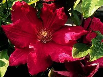 sorta-klematisov_6_1 - ALTE FRUMOASE CLEMATITE