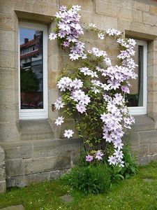 csm_clematis-hybride-375_7735575128 - ALTE FRUMOASE CLEMATITE