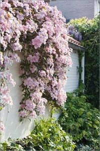 c3c37643df106e49af9b1db14652dbbc - ALTE FRUMOASE CLEMATITE