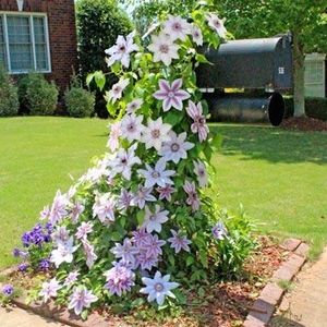 clematis-nelly-moser-400-01_grande - ALTE FRUMOASE CLEMATITE