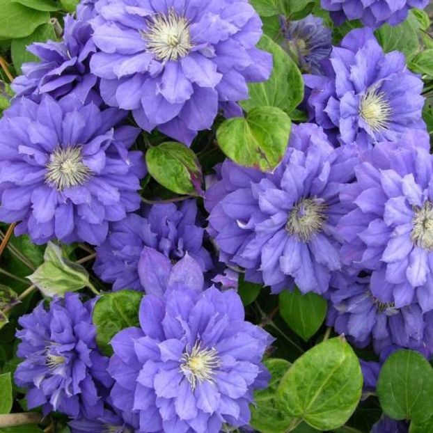 clematite-kiri-te-kanawa - ALTE FRUMOASE CLEMATITE