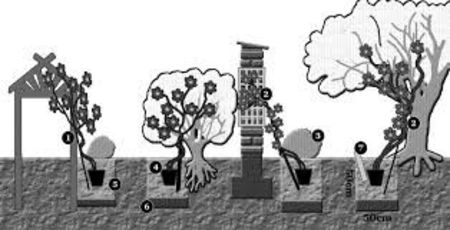 Cum putem planta Clematitele - ALTE FRUMOASE CLEMATITE