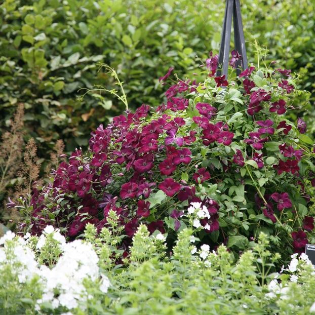 pl0000007069 - ALTE FRUMOASE CLEMATITE