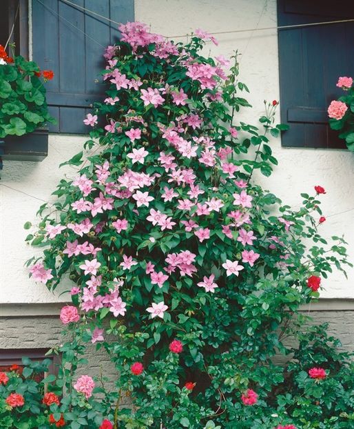 N0400701 - ALTE FRUMOASE CLEMATITE