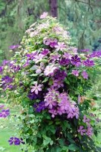 images (2) - ALTE FRUMOASE CLEMATITE