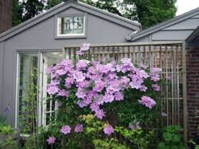 images - ALTE FRUMOASE CLEMATITE