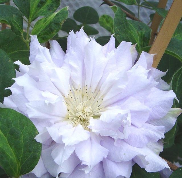 1067262ce02ff2e858a6d418e4f3a16d - CHALCEDONY