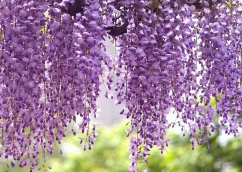 Royal  Purple-1 - WISTERIA GLICINA