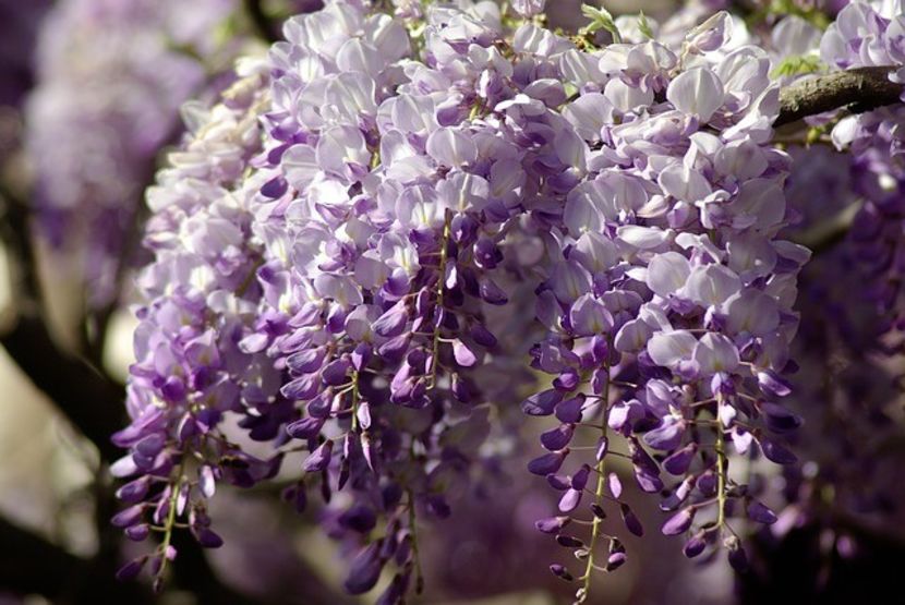 glicina-sau-wisteria-flori - WISTERIA GLICINA
