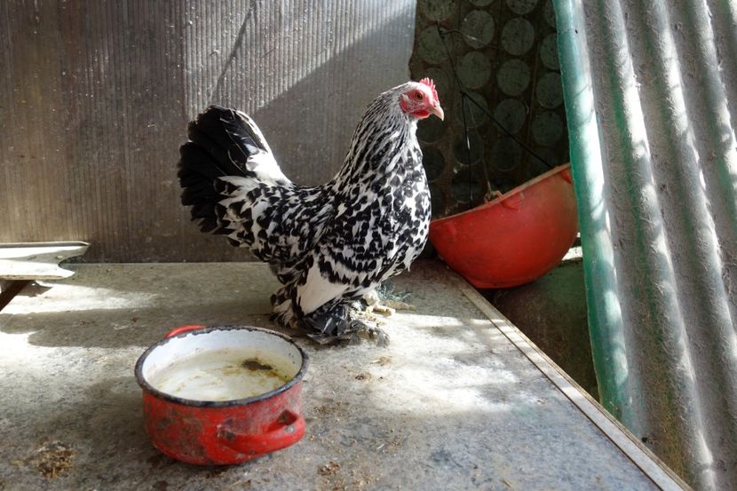  - 3 - argintiu portelan