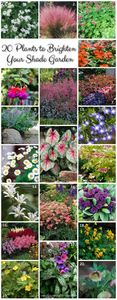20-Shade-Garden-Plants - Plante iubitoare de umbră