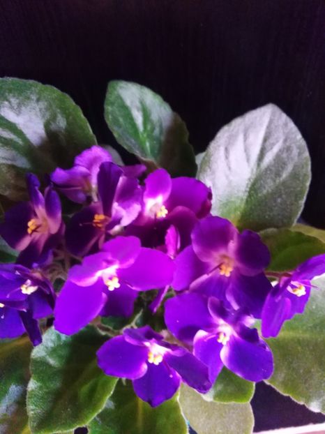  - VIOLETE 2014-2015-2016-2019