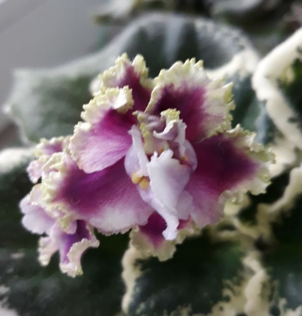  - Spring Dancer Sport