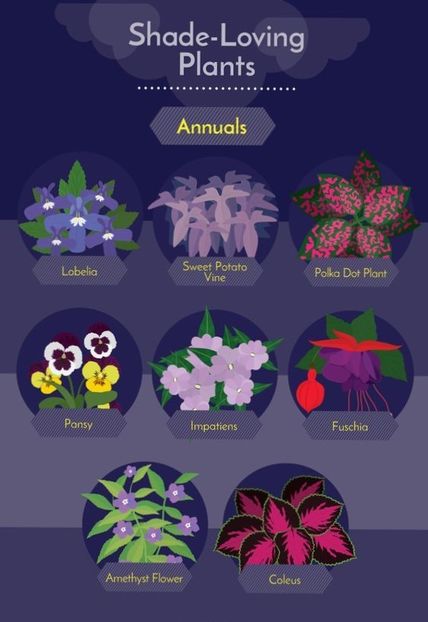 shade loving - Plante iubitoare de umbră