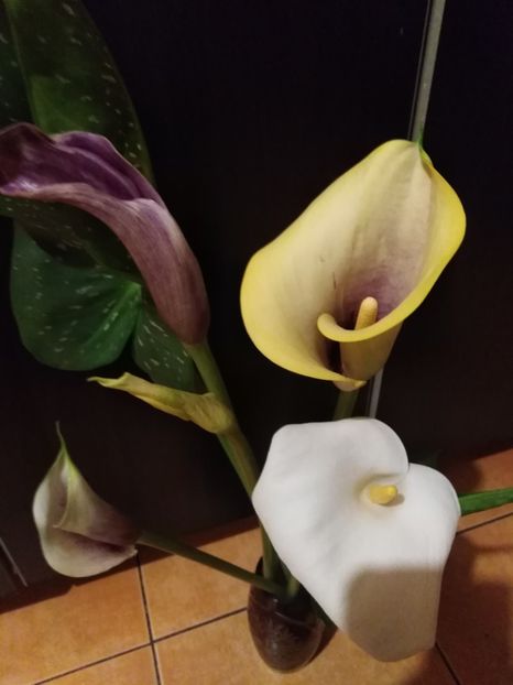  - CALE 2013-2018-2019