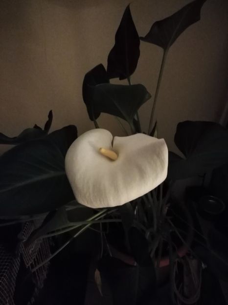  - CALE 2013-2018-2019