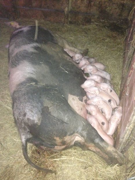 Doar 17 ! - Purcei 2017-2018-2019-2020