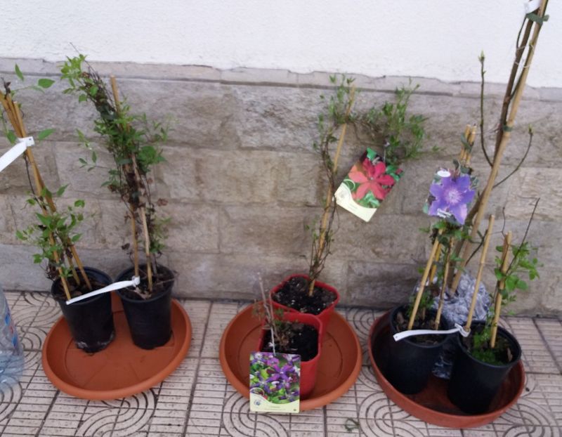 Clematis( Alita + Bijou+Charmaine+Diamantina+Solidarnosc+Sweet Summer Love)+ - b Comenzi plante copaci 2018 2019