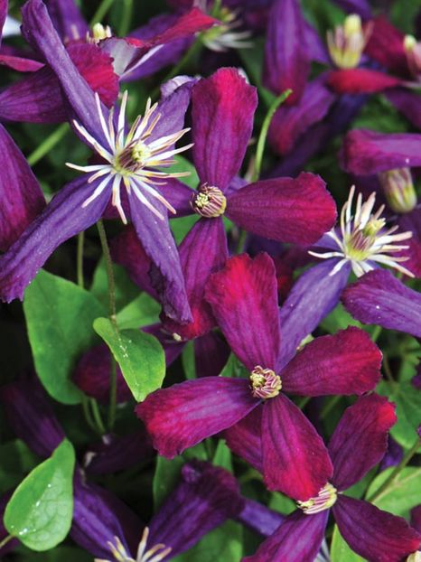 clematis Sweet Summer Love - b Comenzi plante copaci 2018 2019