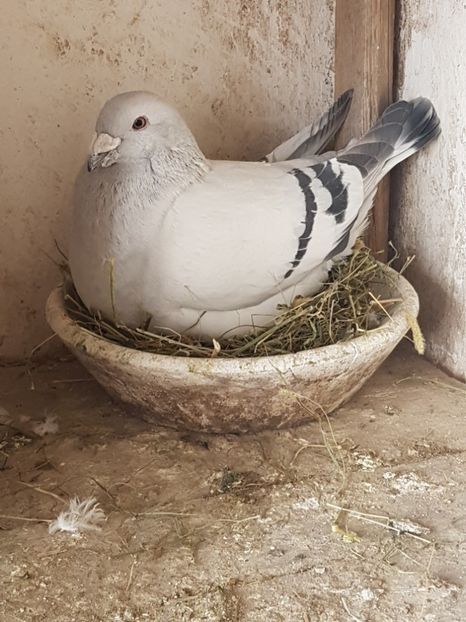 20190319_105821(0) - Porumbei standard