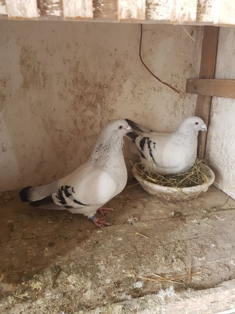 20190319_095626(0) - Porumbei standard