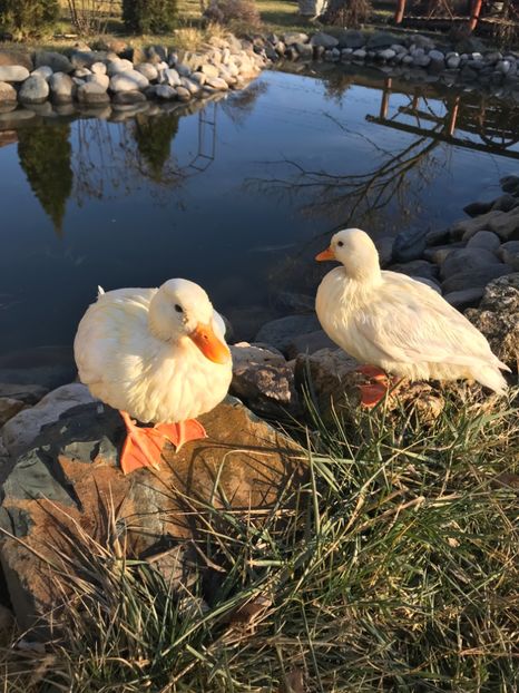 16F92099-5D96-48E7-8BAE-7F6E5A19ECC3 - VANZARI-SCHIMBURI-CUMPARARI