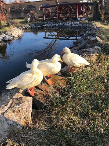 D8FB64A1-8B49-47E3-8C27-C51BBC5C6827 - VANZARI-SCHIMBURI-CUMPARARI