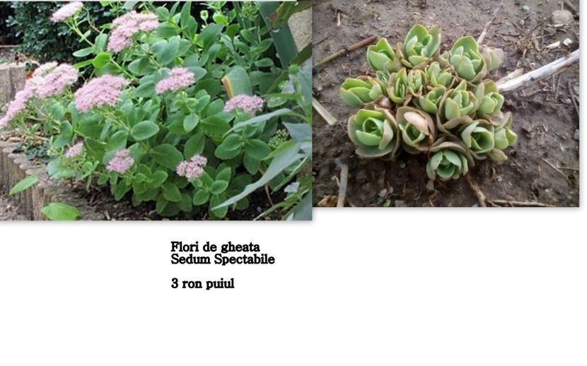 a7 - Floarea de gheata sedum spectabile
