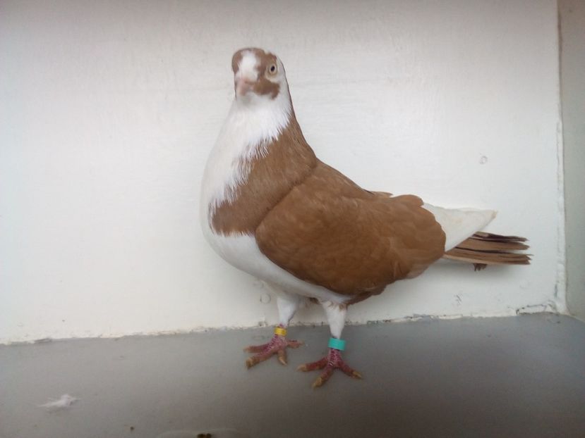  - jucatori de galati pe galben