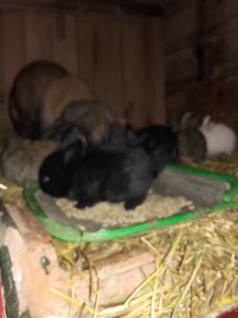  - Cuib berbec german 21-02-2019