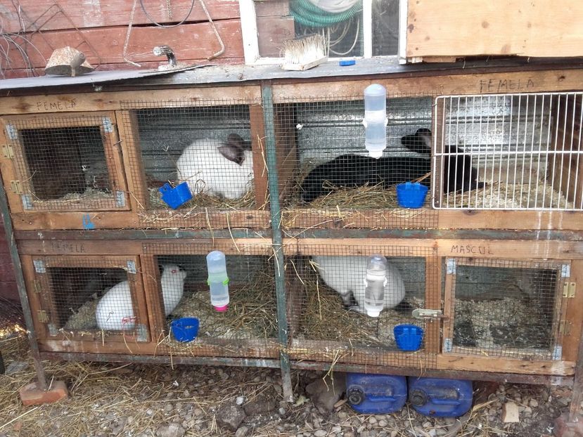  - Californieni achizitie noua!!!