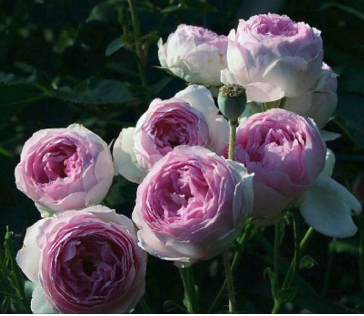 vesalius - Imi doresc