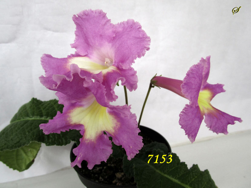 7153 (20-03-2019) - Streptocarpusi 2019