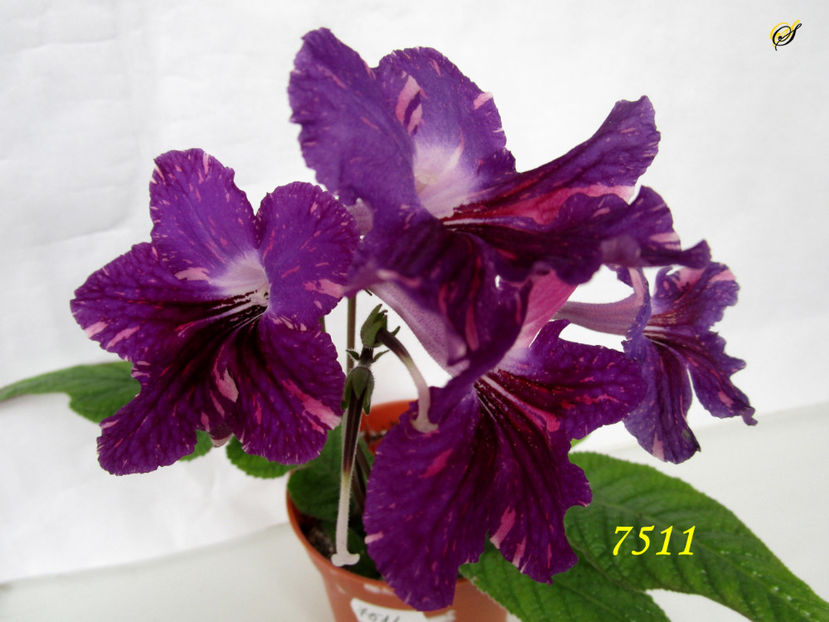 7511(20-03-2019) - Streptocarpusi 2019