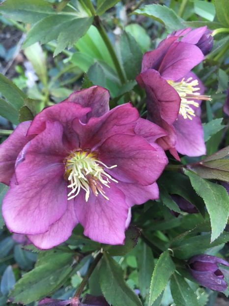 35202603-E023-49DC-8CE3-0CD98826021C - Spanz 2019