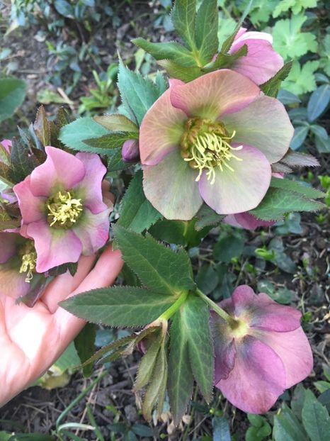 09F356E3-9426-4444-B668-4FF72F358C7E - Spanz 2019