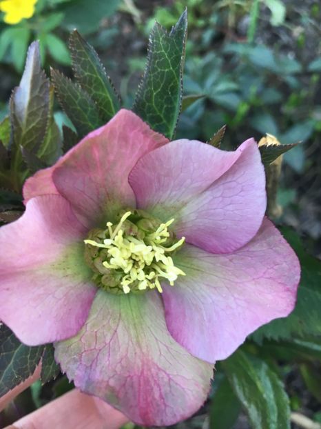 EA7DF9EE-814A-47BD-94C8-93F3C227A06E - Spanz 2019