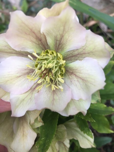 99B9A0B6-089C-43C0-81AC-0816BC48E322 - Spanz 2019