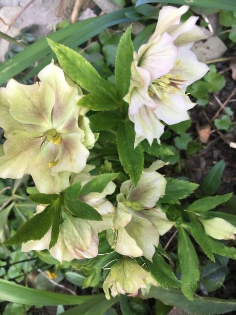 C190BBBE-2699-4A8D-9E59-C3883BEFC072 - Spanz 2019