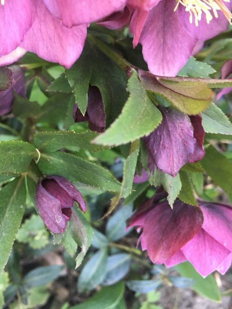 F410CF41-F426-477C-AB3C-C48CE08C3870 - Spanz 2019