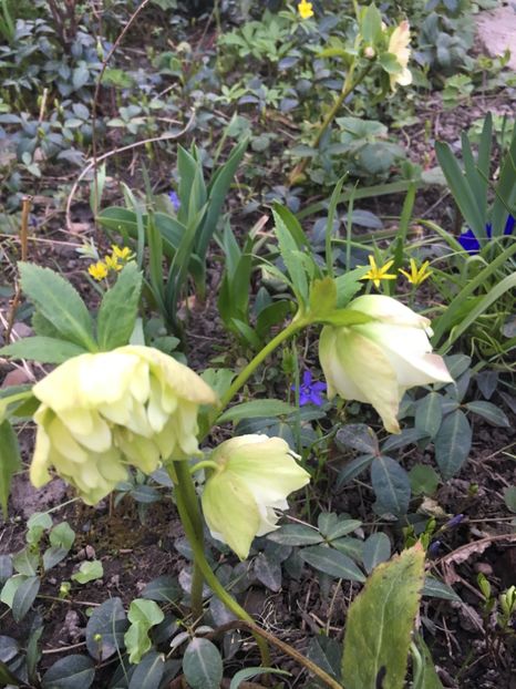 6A3D37D5-ABAC-4910-AE55-B6E46A6617F0 - Spanz 2019