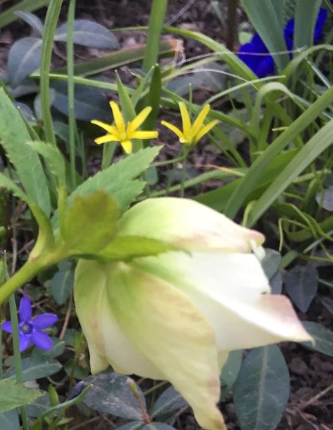 D1911BDA-9C9A-4C61-BBE5-96E34F103844 - Spanz 2019