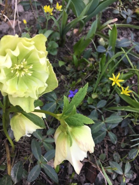 7E3E1E36-8131-41AA-A1CB-0FF89DE7A769 - Spanz 2019