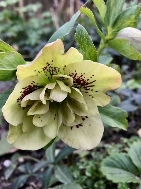 C4E83628-F56C-4473-9386-6E30568951EA - Spanz 2019