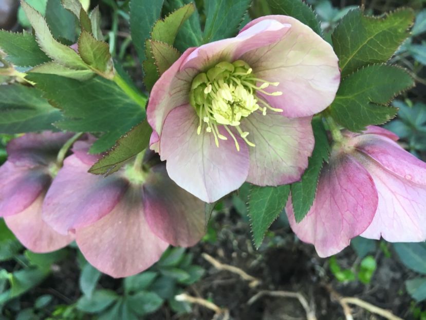 BE918716-DA07-48B8-A0F2-A7C91A48A789 - Spanz 2019