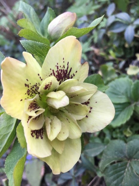 078B5DD9-3B3E-42F8-BE84-98763277FC63 - Spanz 2019