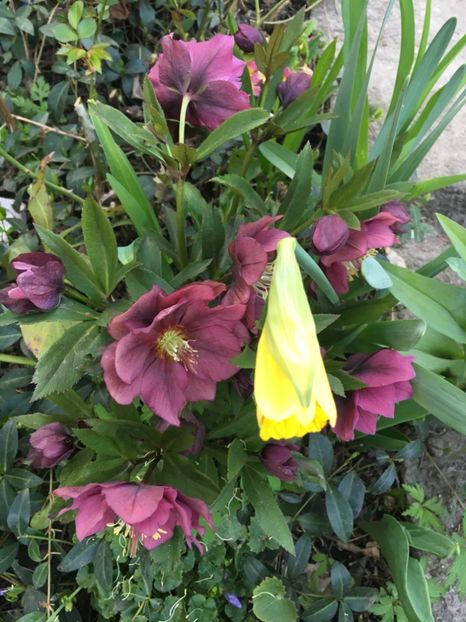 0DABD4B7-6F98-4474-A99F-3192610F2A76 - Spanz 2019