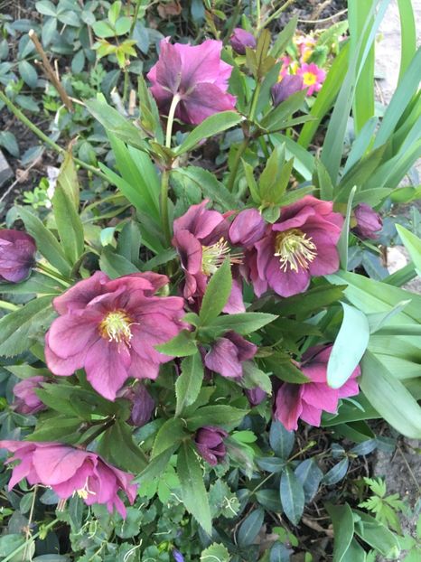 6930FF7F-DA15-48DC-90F0-910D359C955E - Spanz 2019