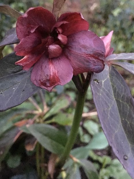 3C153693-9CF1-499A-B777-FF6DB9B2CA5A - Spanz 2019