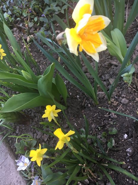 57D91262-EDE5-4C1A-A78F-4FB6D68118D4 - Narcise 2019 2022 25